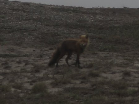 10_fox.jpeg