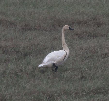 9_swan.jpeg