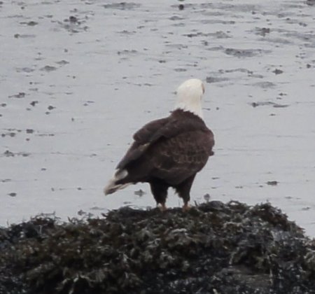 18_eagle.jpeg