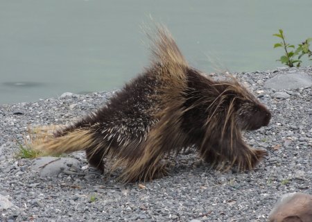 24_porcupine.jpeg