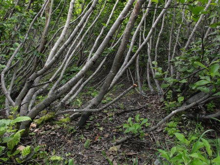 25_trees.jpeg