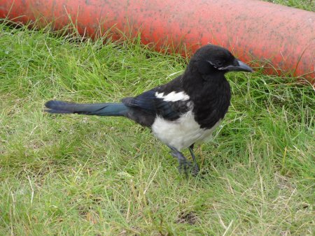 26_bird.jpeg