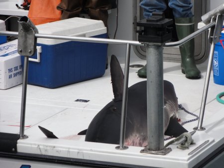 12_deadshark.jpeg