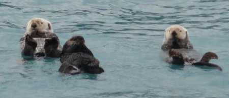 12_otters.jpeg