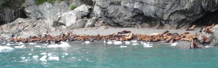 13_sealions.jpeg