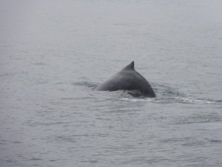 15_whale.jpeg