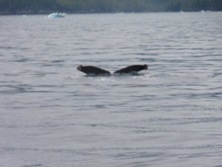 16_whale.jpeg