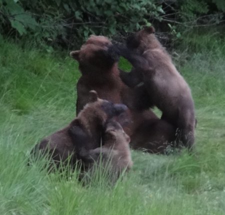 4_grizzlies.jpeg