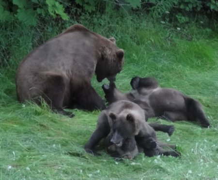 5_grizzlies.jpeg