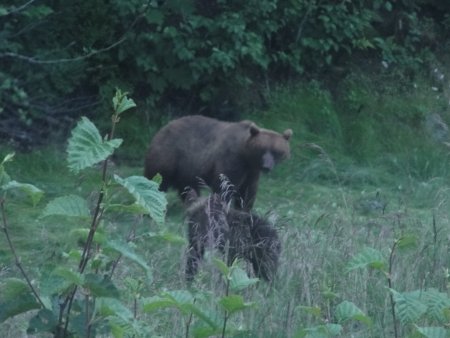 6_grizzlies.jpeg