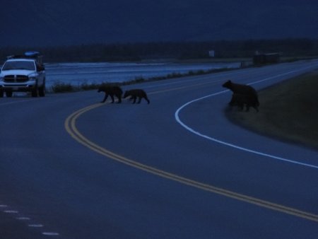 8_grizzlies.jpeg