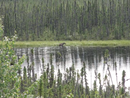4_moose.jpeg