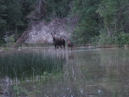 15_moose.jpeg
