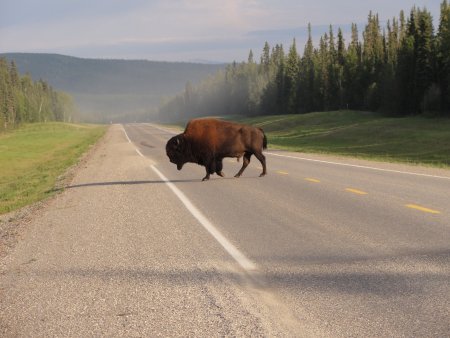 7_buffalo.jpeg