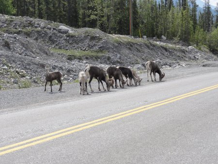 2_mountainsheep.jpeg