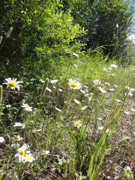 3_flowers.jpeg