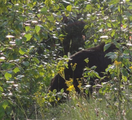 11_bear.jpeg