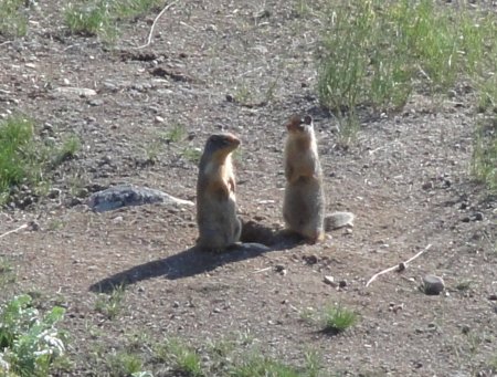 3_critters.jpeg