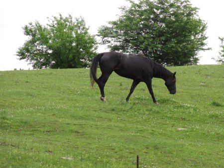 2_horse.jpeg