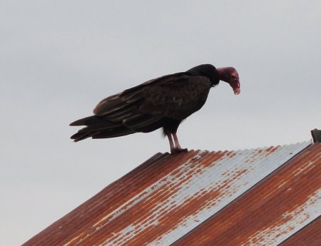 9_buzzard.jpeg