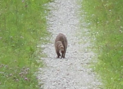 7_critter.jpeg
