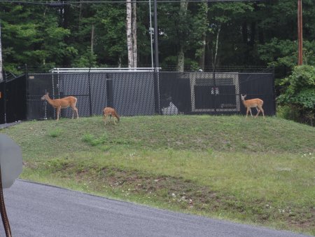 9_deer.jpeg
