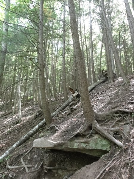 8_ledgetree.jpeg